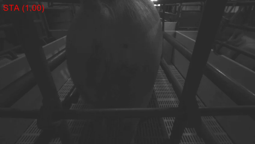 Real trial frame, forward view along the crate at night, sow standing, with the classifier's label STA and confidence 1.00 printed in the corner
